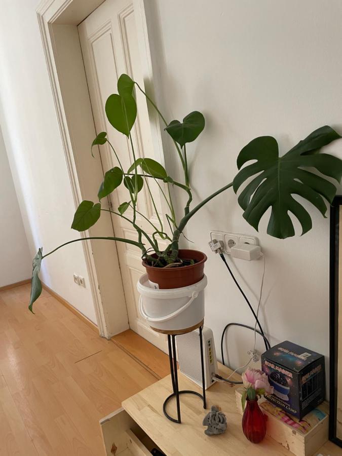 City Apartment And Rooms Vienne Extérieur photo
